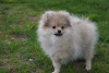 Photo №4. I will sell pomeranian in the city of Москва. breeder - price - 391$