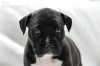 Photo №1. american staffordshire terrier - for sale in the city of Gdynia | 1715$ | Announcement № 11184