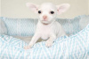 Photo №1. chihuahua - for sale in the city of Bamberg | Is free | Announcement № 116420