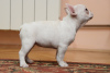 Photo №4. I will sell french bulldog in the city of Belgrade. breeder - price - negotiated