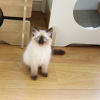 Photo №3. Sweet Loving Ragdoll Kittens for you. United States