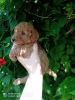 Photo №1. poodle (toy) - for sale in the city of Odessa | 900$ | Announcement № 11098