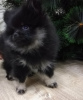 Photo №1. pomeranian - for sale in the city of Vitebsk | 434$ | Announcement № 8366