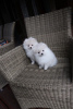 Photo №4. I will sell pomeranian in the city of Берлинген.  - price - Is free