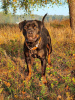 Photo №2 to announcement № 123969 for the sale of rottweiler - buy in Russian Federation private announcement