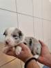 Photo №3. Border collie puppies. Serbia