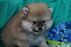 Photo №2 to announcement № 41025 for the sale of pomeranian - buy in Russian Federation breeder