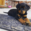 Photo №1. rottweiler - for sale in the city of Leverkusen | negotiated | Announcement № 13091