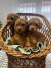 Additional photos: Toy Poodle