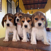 Photo №1. beagle - for sale in the city of Vienna | 317$ | Announcement № 47503