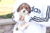 Photo №4. I will sell shih tzu in the city of Франкфурт-на-Майне.  - price - negotiated