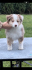 Additional photos: Miniature American Shepherd (MAS) puppies