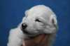 Photo №4. I will sell berger blanc suisse in the city of Tychy. breeder - price - negotiated