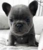 Photo №2 to announcement № 96359 for the sale of french bulldog - buy in Croatia private announcement