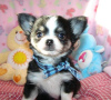 Photo №1. chihuahua - for sale in the city of Tel Aviv | 528$ | Announcement № 90045