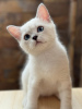 Photo №1. british shorthair - for sale in the city of Belgrade | negotiated | Announcement № 111057