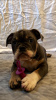 Photo №3. Lovely Vaccinated English Bulldog puppies available now. Germany