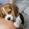 Photo №2 to announcement № 127378 for the sale of beagle - buy in Germany private announcement