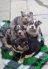 Photo №3. 4 micro exotic bully's. United States