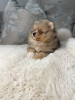 Photo №4. I will sell pomeranian in the city of New York. private announcement - price - 400$