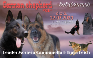 Photo №1. german shepherd - for sale in the city of Omsk | 457$ | Announcement № 6151