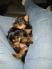 Photo №1. yorkshire terrier - for sale in the city of Quickborn | 402$ | Announcement № 107192