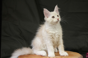 Photo №4. I will sell maine coon in the city of Nizhny Novgorod. breeder - price - 633$