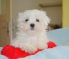 Photo №2 to announcement № 83076 for the sale of maltese dog - buy in Spain private announcement