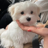 Photo №2 to announcement № 75197 for the sale of maltese dog - buy in Canada breeder