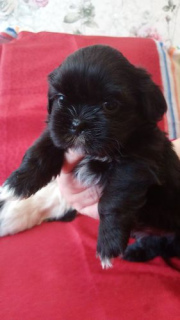 Photo №2 to announcement № 2184 for the sale of shih tzu - buy in Belarus 