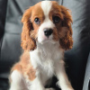 Photo №4. I will sell cavalier king charles spaniel in the city of Stavanger. private announcement, breeder - price - 1902$