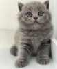 Photo №1. british shorthair - for sale in the city of Berlin | 260$ | Announcement № 90832