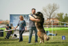 Additional photos: Caucasian Shepherd puppies