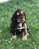 Photo №1. english cocker spaniel - for sale in the city of Warsaw | 444$ | Announcement № 101112