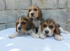 Photo №1. beagle - for sale in the city of Montpellier | 359$ | Announcement № 31675