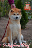 Photo №3. male Japanese Akita Inu. Ukraine