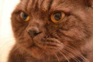 Photo №3. Chocolate smoky cat. Belarus