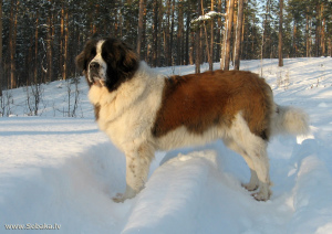 Photo №2 to announcement № 540 for the sale of moscow watchdog - buy in Ukraine breeder