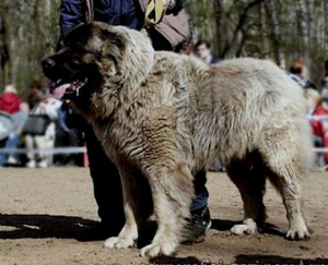 Photo №2 to announcement № 2261 for the sale of caucasian shepherd dog - buy in Russian Federation 