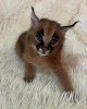 Photo №3. Caracal cat for sale delivery and pickup accepted. United States