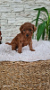 Photo №4. I will sell poodle (toy) in the city of Панчево. breeder - price - negotiated