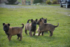 Photo №4. I will sell belgian shepherd in the city of Janczyce. private announcement - price - negotiated