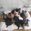 Photo №1. yorkshire terrier - for sale in the city of Lisbon | 264$ | Announcement № 47075