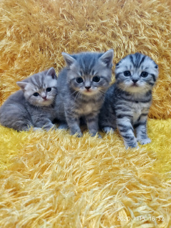 Photo №2 to announcement № 5440 for the sale of scottish fold - buy in Belarus 