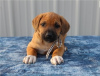 Photo №1. rhodesian ridgeback - for sale in the city of Bonn | negotiated | Announcement № 103078