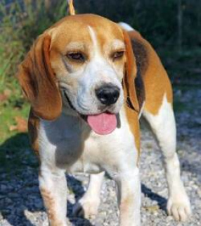 Photo №2. Mating service beagle. Price - 710$
