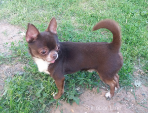 Photo №2 to announcement № 5526 for the sale of chihuahua - buy in Russian Federation private announcement, breeder