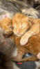 Photo №2 to announcement № 103573 for the sale of maine coon - buy in United States breeder