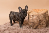 Photo №3. Home trained French Bulldog available now. Germany