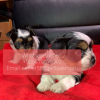 Photo №1. yorkshire terrier - for sale in the city of Södertälje | 402$ | Announcement № 11318